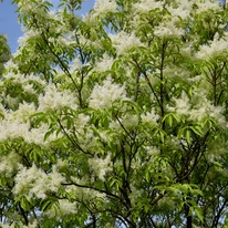 Fraxinus ornus lombkoronája.