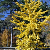 Kifejlett Ginkgo biloba sárga lombozata, ősszel.