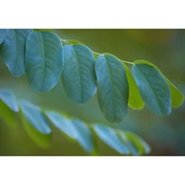 Robinia pseudoacacia Umbraculifera levelének kinézete közelről. 