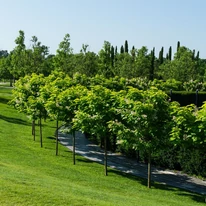 Catalpa bignonioides Nana TM 180 cm - Gömbszivarfa