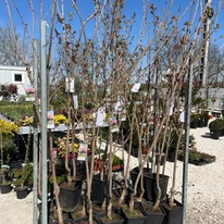 Tavaszi Prunus serrulata Kanzan növényeink a telephelyen.