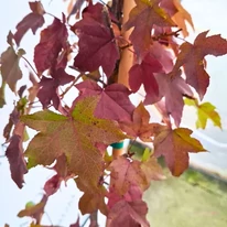 Amerikai ámbrafa színpompás öszi levélszíneződése.