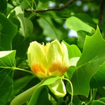 A tulipánfa csésze alakú virágzata elbűvölő látványt nyújt virágzáskor.