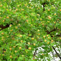 Teljes virágzásban lévő koros tulipánfa.