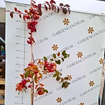 A fiatal Malus Red Sentinel fák már bőségesen teremnek piros díszalmákat. 