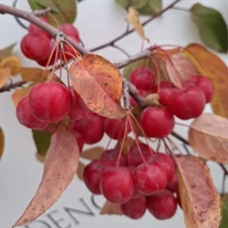 Malus Red Sentinel díszalma piros termései és októberi levélszíne telephelyünkön.