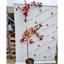 Kertészeti kínálatunkban levő Malus Red Sentinel díszalmafa kinézete és mérete októberben.