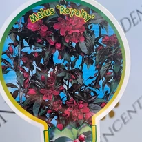 A Malus Royalty címkéje.
