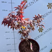 Acer palmatum Atropurpureum - Bonsai japán juhar