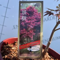 Acer palmatum Atropurpureum - Bonsai japán juhar
