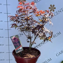 Acer palmatum Atropurpureum - Bonsai japán juhar