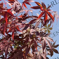 Acer palmatum Atropurpureum - Bonsai japán juhar