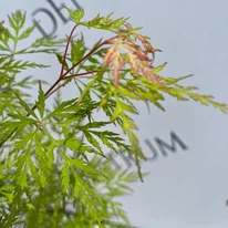 Az Emerald Lace japán juhar friss levelei színesen hajtanak ki.