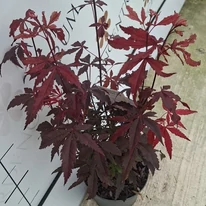 A bordó levelű japánjuhar levelei telephelyünkön szeptemberben. 