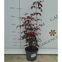 Bordó levelű japán juhar kertészeti webáruházunk telephelyén szeptemberben. 