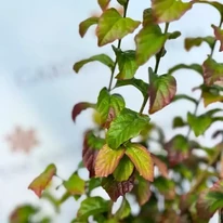 Parrotia persica Persian Spire leveleinek kinézete szeptemberben kertészetünkben.