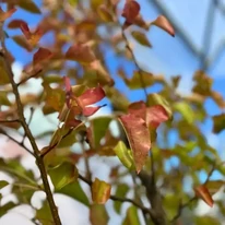 Pyrus calleryana Chanticleer díszfa őszi levélszíneződése kertészetünkben.