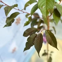Prunus serrulata Royal Burgundy K30 - Bordó levelű díszcseresznye