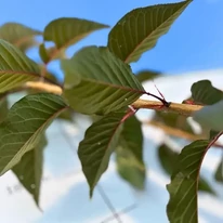 Prunus serrulata Royal Burgundy K30 - Bordó levelű díszcseresznye