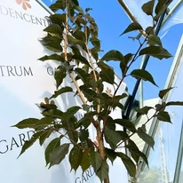 Prunus serrulata Royal Burgundy K5,6 - Japán díszcseresznye