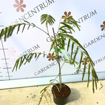 Albizia julibrissin K2 - Selyemakác
