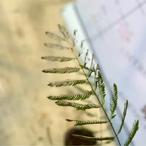 Albizia julibrissin K2 - Selyemakác