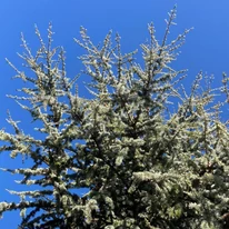 A kék atlasz cédrus koronája. 