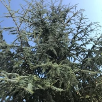 Kék atlasz cédrus kékes lombja. 