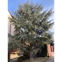 Kék csüngő atlasz cédrus különleges habitusa.