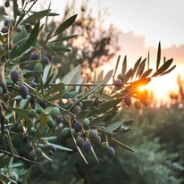 Olea europea MT50 - Olajfa