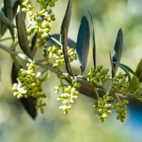 Olea europea MT50 - Olajfa
