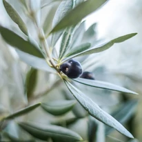 Olea europea MT50 - Olajfa