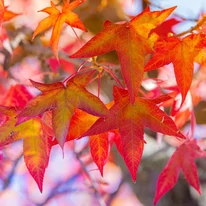 Liquidambar styraciflua Slender Silhouette őszi lombleveleinek csodás színpompája.