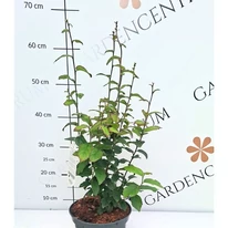 Parrotia persica Persian Spire varázsfa mérete kertészetünkben.