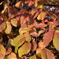 Parrotia persica perzsa varázsfa levelei.