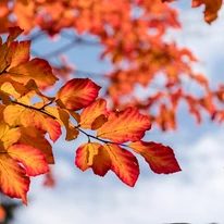 Parrotia persica perzsa varázsfa levelei őszi napsütésben.