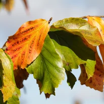 Parrotia persica perzsa varázsfa levélszíneződése.