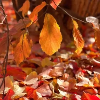 Káprázatos árnyalatokban díszítenek ősszel a Parrotia persica levelei.