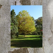 Platanus x acerifolia K9,5 - Juharlevelű platán