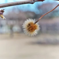 A Platanus acerifolia termése lombhullást követően.