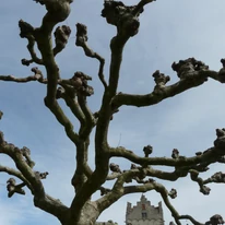 Platanus x acerifolia K9,5 - Juharlevelű platán