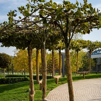 Platanus x acerifolia K9,5 - Juharlevelű platán