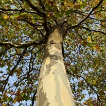 Platanus x acerifolia K9,5 - Juharlevelű platán