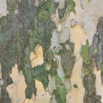 Platanus x acerifolia K9,5 - Juharlevelű platán