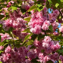 A Prunus serrulata Kanzan japán díszcseresznye rózsaszín telt virágai beborítják a díszfa ágait.