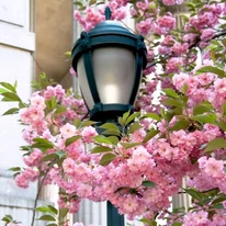 A Prunus serrulata Kanzan sorfaként is csodásan díszít. 