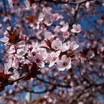 A Prunus cerasifera Nigra virágzása.