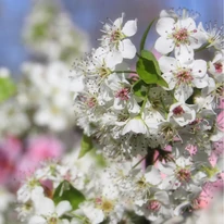 Dúsan ontja illatos tavaszi virágait a Pyrus calleryana Chanticleer.