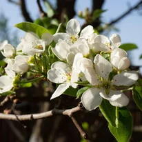 A  Pyrus calleryana Chanticleer díszkörte fehér virágai közelről.