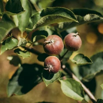 Kis, barna díszkörtéket terem a Pyrus calleryana Chanticleer.